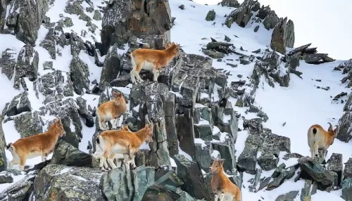 Редкую встречу с козерогом засняли на границе России и Монголии. Фото