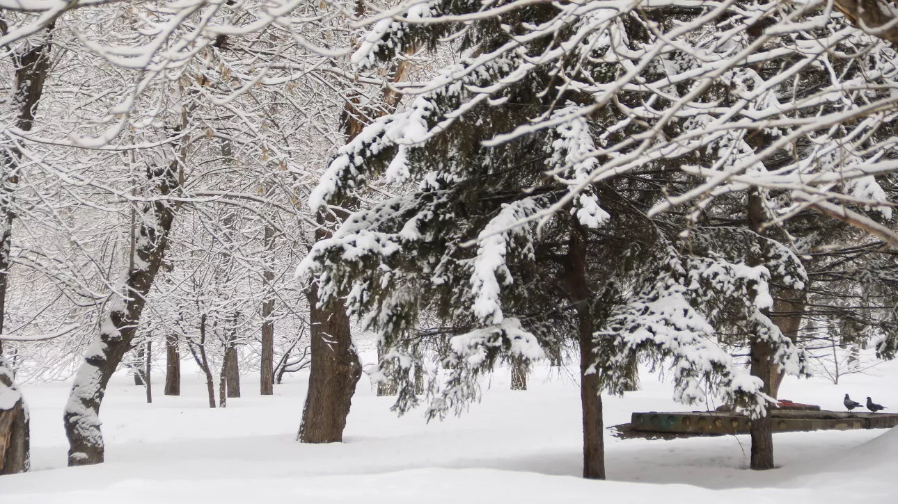 Барнаул укрыло снегом перед возвращением 20-градусного мороза. Фото