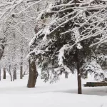 Барнаул укрыло снегом перед возвращением 20-градусного мороза. Фото