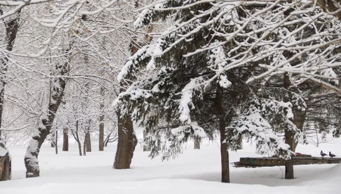 Барнаул укрыло снегом перед возвращением 20-градусного мороза. Фото