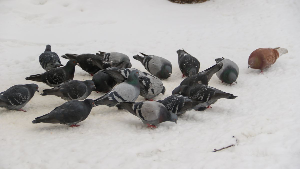 Снегопад в Барнауле. Погода