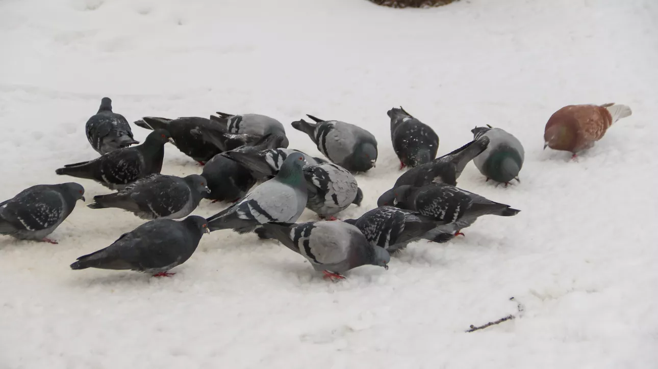 До +5 градусов потеплеет в Алтайском крае 15 марта