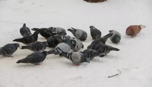 До +5 градусов потеплеет в Алтайском крае 15 марта