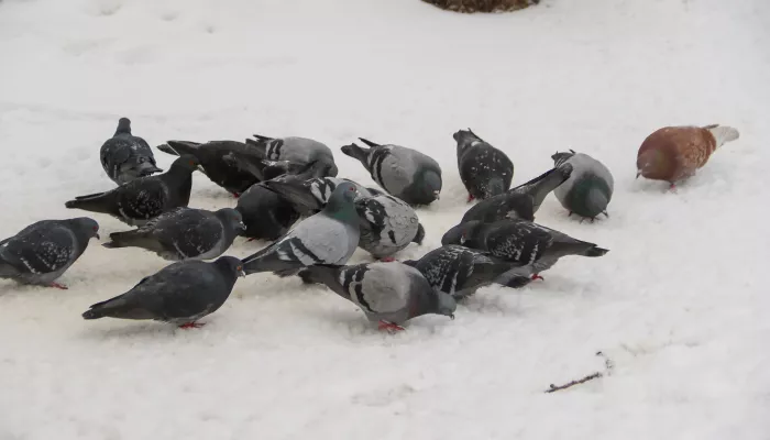 До +5 градусов потеплеет в Алтайском крае 15 марта