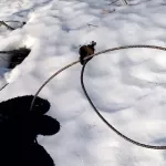 Браконьер из Республики Алтай заплатит за гибель рыси и косули