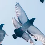 Вознесение, Троица и Духов день: когда будут эти праздники и что их связывает