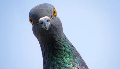 Сизый не так прост. Чем интересны обыкновенные барнаульские голуби