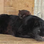 Папа-леопард из барнаульского зоопарка растрогал родительской заботой. Фото