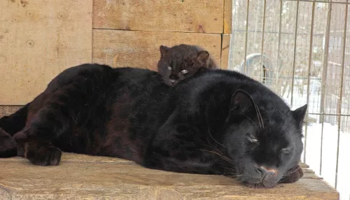 Папа-леопард из барнаульского зоопарка растрогал родительской заботой. Фото