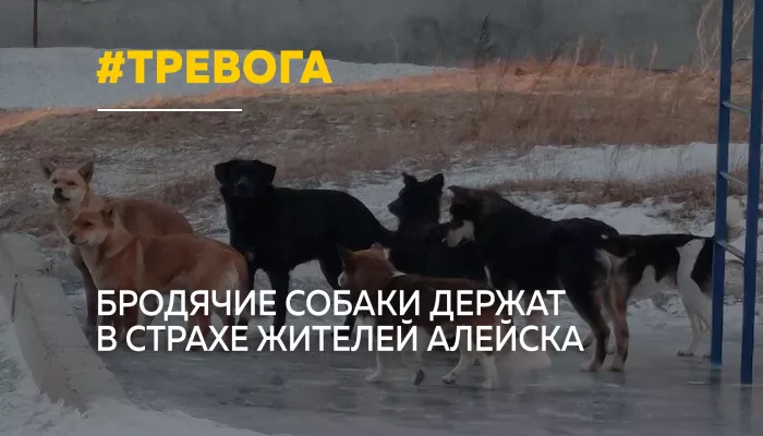 Жители Алейска жалуются на стаи агрессивных собак