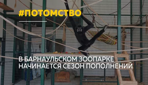 В барнаульском зоопарке грядет беби-бум — животные готовятся к пополнению