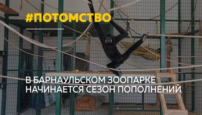 В барнаульском зоопарке грядет беби-бум — животные готовятся к пополнению