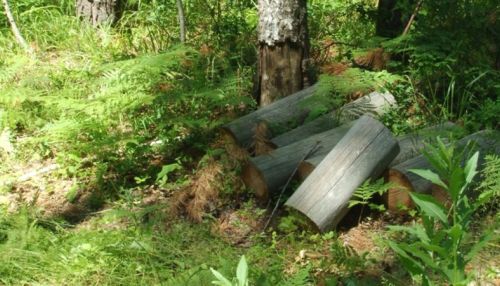 Разбираемся, насколько законна вырубка леса в Троицком районе