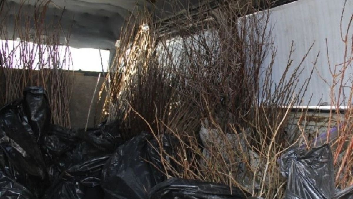 Запрещенные саженцы