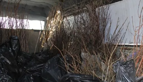 Более 43 тысяч подозрительных саженцев не пустили в Алтайский край