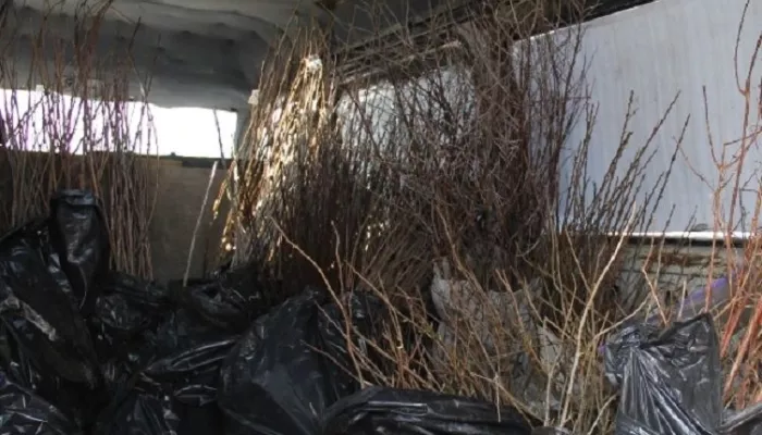 Более 43 тысяч подозрительных саженцев не пустили в Алтайский край