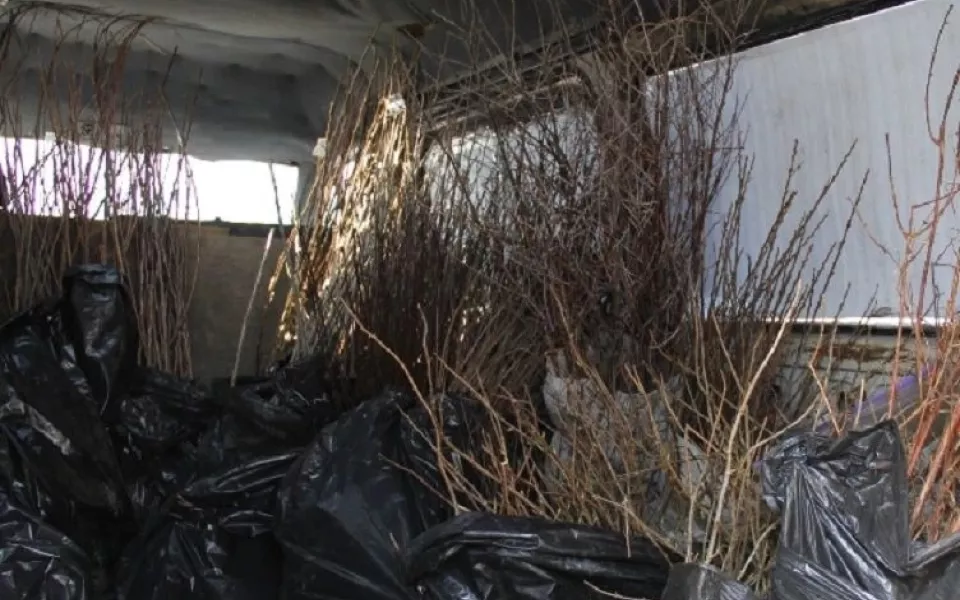 Более 43 тысяч подозрительных саженцев не пустили в Алтайский край