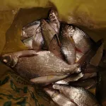 Лед пока не сошел: рыболовы Алтайского края показали свои трофеи. Фото