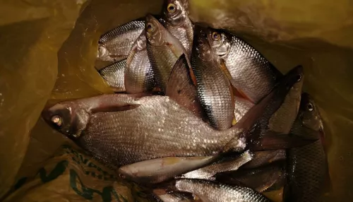 Лед пока не сошел: рыболовы Алтайского края показали свои трофеи. Фото