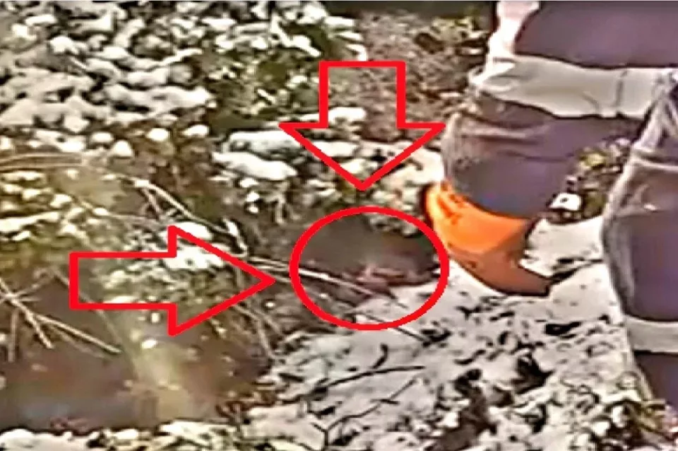 Поиски Усольцевых