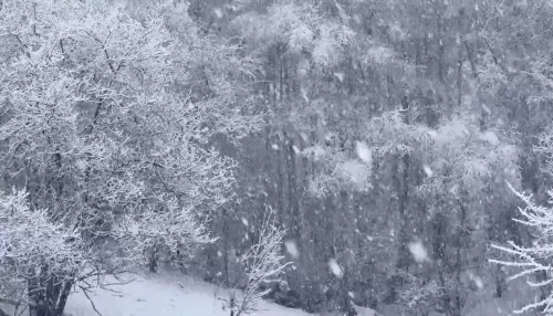 В Алтайском заповеднике запечатлели весеннее продолжение зимней сказки. Видео