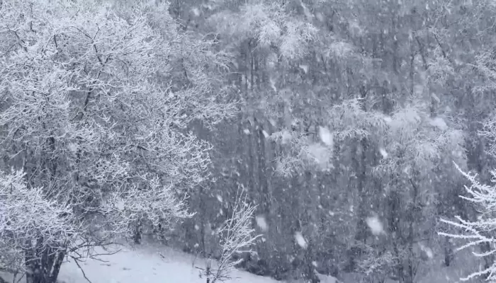 В Алтайском заповеднике запечатлели весеннее продолжение зимней сказки. Видео