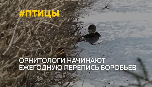 Ученые начинают ежегодную перепись воробьев к Международному дню птицы