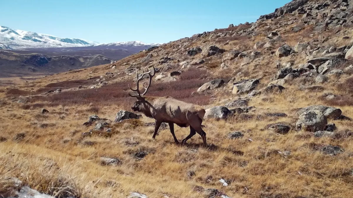  Марал в высокогорной части Алтайского заповедника