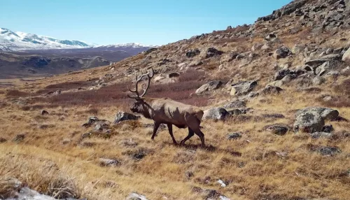 В высокогорье Алтайского заповедника засняли величественного красавца-марала