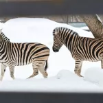 Зебры-супруги из барнаульского зоопарка порадовались наступившей весне. Фото