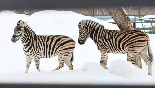 Зебры-супруги из барнаульского зоопарка порадовались наступившей весне. Фото