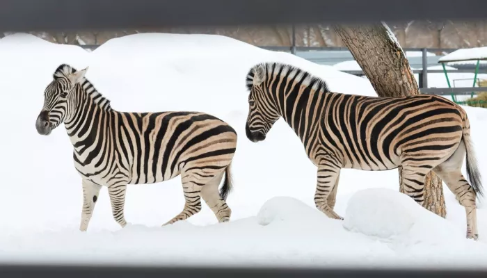 Зебры-супруги из барнаульского зоопарка порадовались наступившей весне. Фото