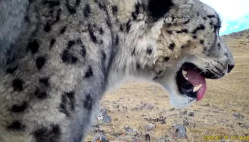 Снежный барс подышал в камеру фотоловушки в Сайлюгемском нацпарке. Видео