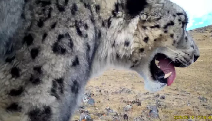 Снежный барс подышал в камеру фотоловушки в Сайлюгемском нацпарке. Видео