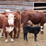 В Республике Алтай локализовали более 70 очагов пастереллеза