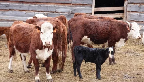 В Республике Алтай локализовали более 70 очагов пастереллеза