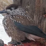 Кедровка прилетела за угощением к сотруднику Алтайского заповедника. Видео