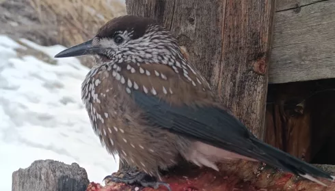 Кедровка прилетела за угощением к сотруднику Алтайского заповедника. Видео