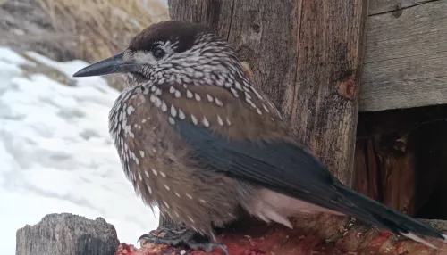 Кедровка прилетела за угощением к сотруднику Алтайского заповедника. Видео