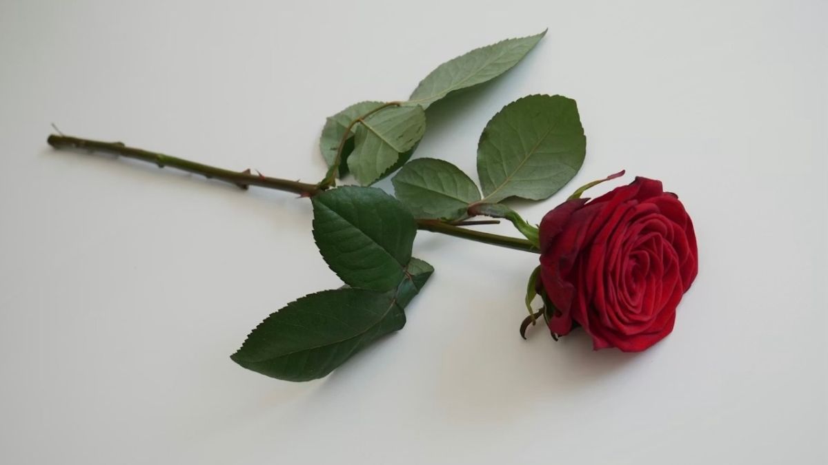 Роза. Цветы