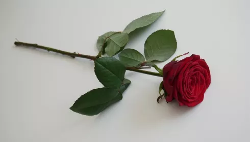 В активном поиске: кто участвует в онлайн-конкурсе Самая красивая холостячка. Фото