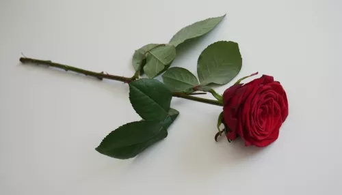 В активном поиске: кто участвует в онлайн-конкурсе Самая красивая холостячка. Фото