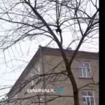 Бегают по деревьям: жильцы многоэтажки в Барнауле жалуются на нашествие крыс