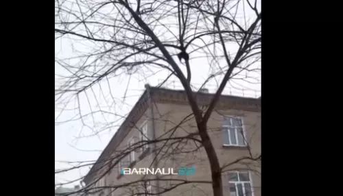 Бегают по деревьям: жильцы многоэтажки в Барнауле жалуются на нашествие крыс