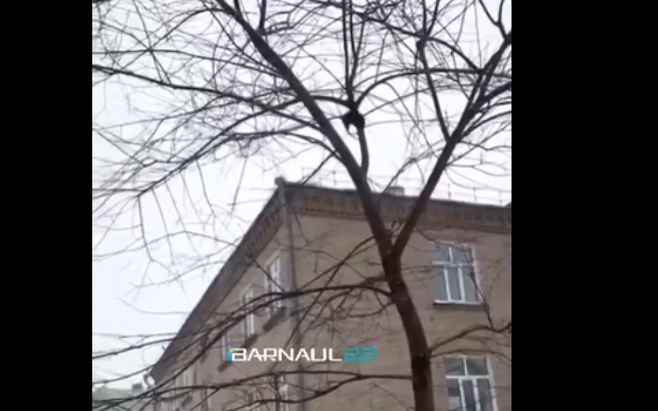 Бегают по деревьям: жильцы многоэтажки в Барнауле жалуются на нашествие крыс