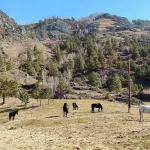 В Чемальском районе Республики Алтай появилась штрафстоянка для сельхозживотных