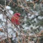 Красногрудого щура вместе с самкой запечатлели в Алтайском заповеднике. Фото