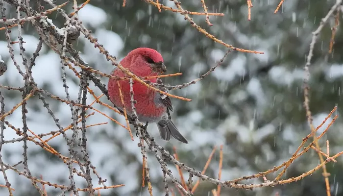 Красногрудого щура вместе с самкой запечатлели в Алтайском заповеднике. Фото