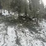 С начала года в Республике Алтай провели около тысячи патрулирований лесов