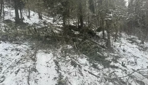 С начала года в Республике Алтай провели около тысячи патрулирований лесов